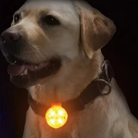 Dog Collar, Loss Collar, Weatherproof LED Safety Light, USB Rechargeable LED Light Collar, Dog, Cat, Pet